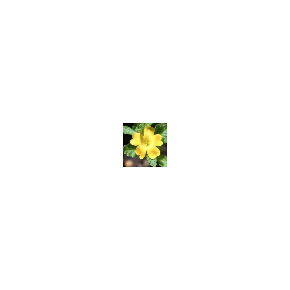 Arizona Desert Single Essence - Damiana (Turnera diffusa) 10 ml