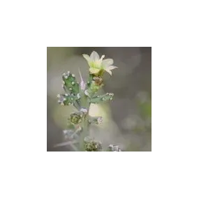 Essence unique du désert...