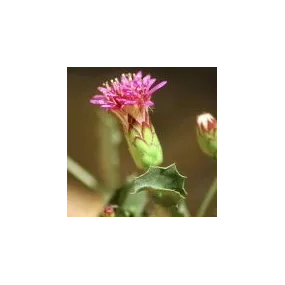 Arizona Desert Single...