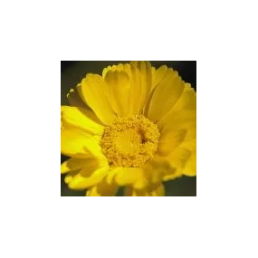 Essence simple du désert...