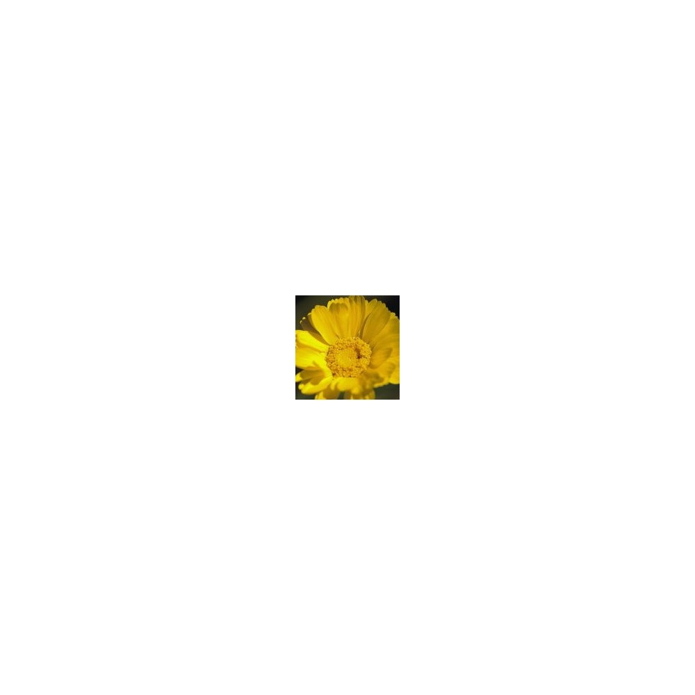 Essenza Singola del Deserto dell'Arizona - Desert Marigold (Baileya multiradiata) 10 ml