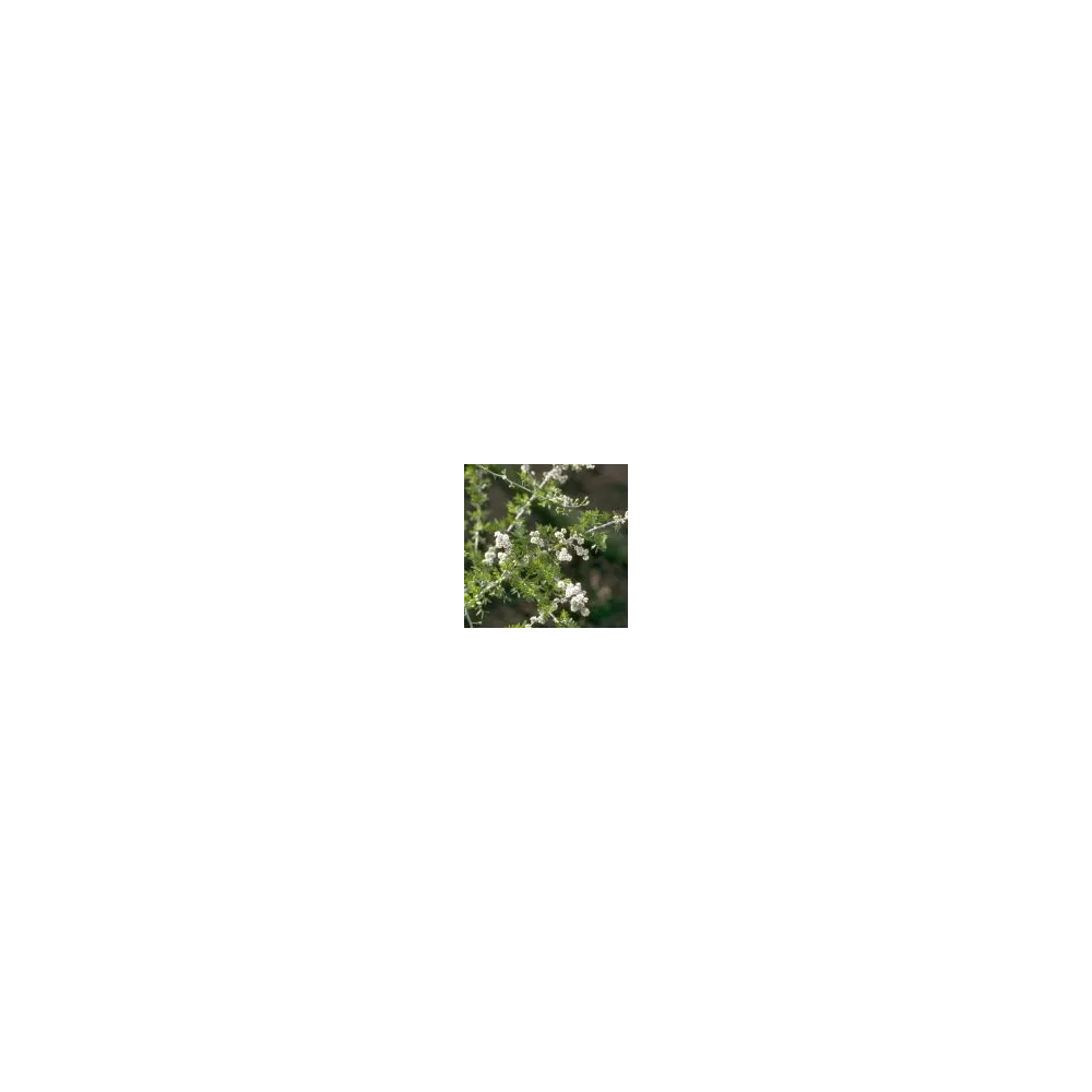 Essence simple du désert d'Arizona - Sumac du désert (Rhus microphylla) 10 ml
