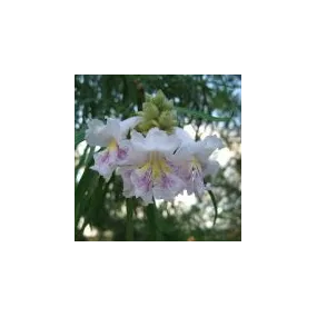 Essence simple du désert...