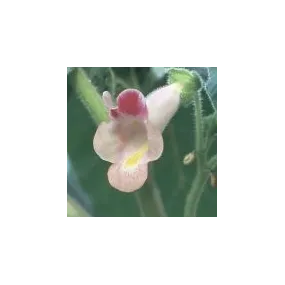 Essence simple du désert...