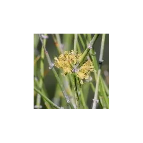 Arizona Desert Single...