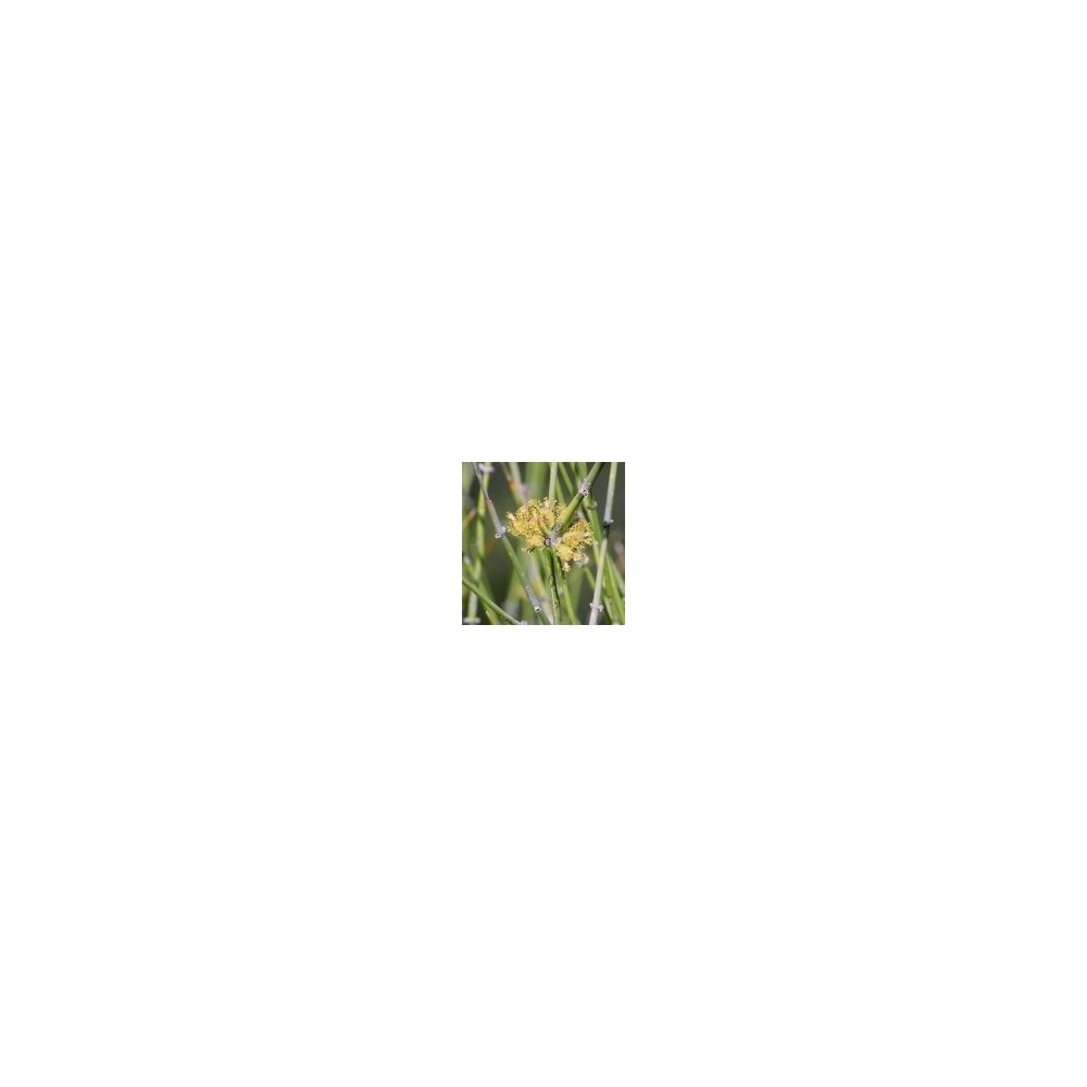 Arizona Desert Single Essence - Desert Jointfir (Ephedra trifurca) 10 ml