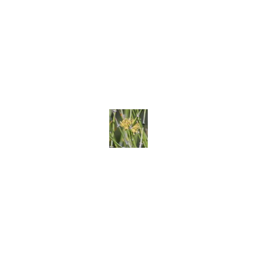 Essence simple du désert d'Arizona - Éphédra trifurca (Ephedra trifurca) 10 ml