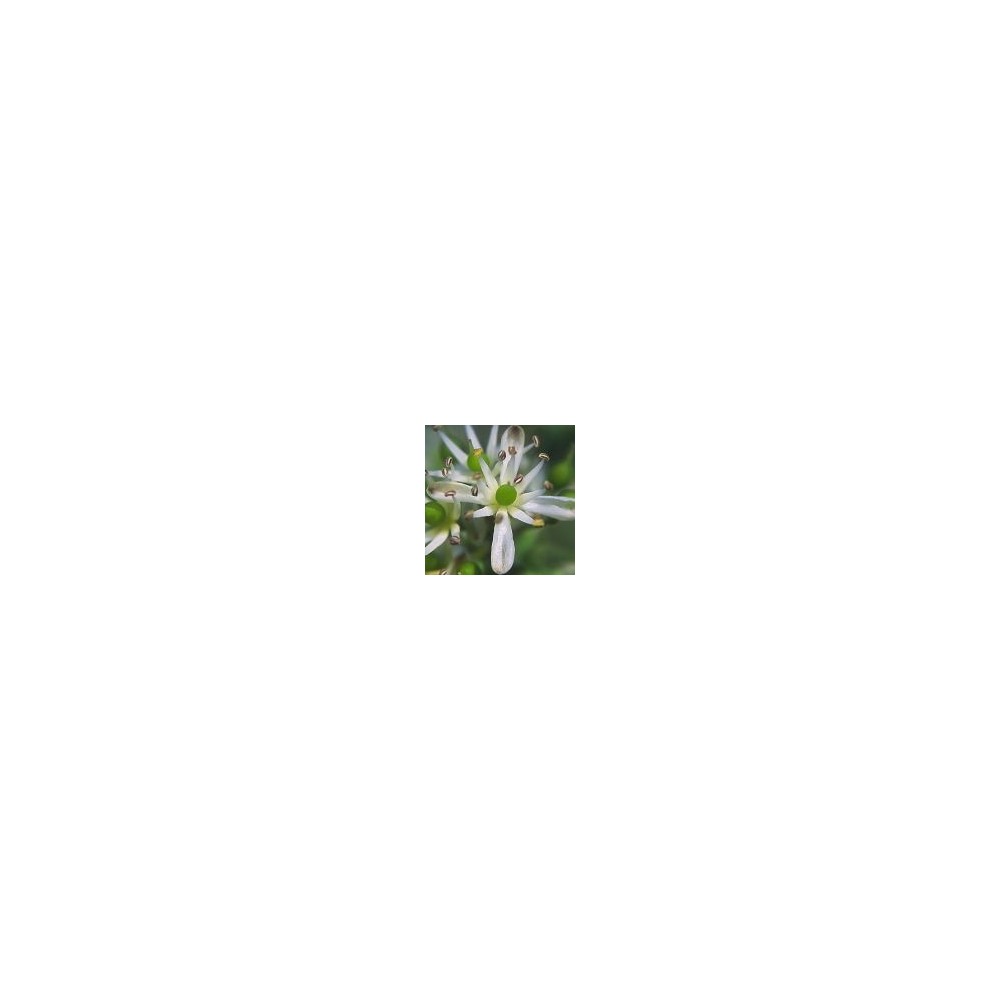 Arizona Desert Single Essence – Dornenkrone (Koeberlinia spinosa) 10 ml