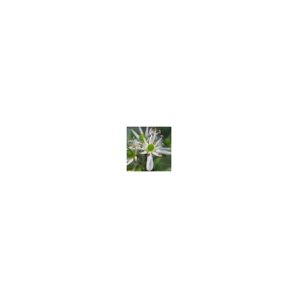 Essence simple du désert d'Arizona - Couronne d'épines (Koeberlinia spinosa) 10 ml