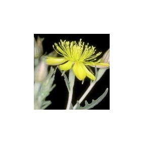 Arizona Desert Single Essence – Abendstern (Mentzelia pumila) 10 ml