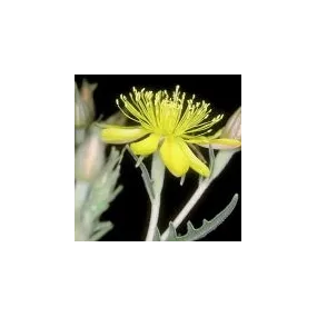 Arizona Desert Single...