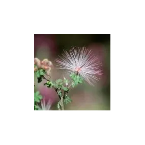 Essence simple du désert...