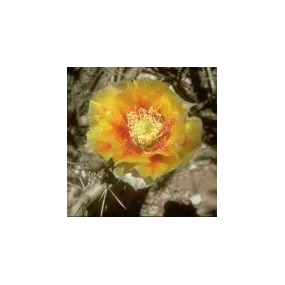 Arizona Desert Single...