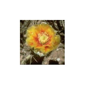 Einzelne Essenz der Arizona-Wüste – Feuerkaktusfeige (Opuntia phaecantha) 10 ml
