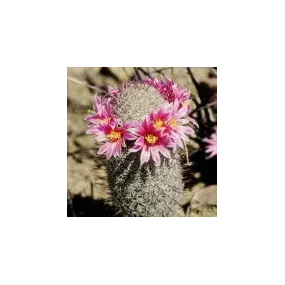 Arizona Desert Single...