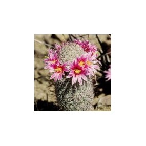 Esencia única del desierto de Arizona - Cactus anzuelo (Mammillaria microcarpa) 10 ml