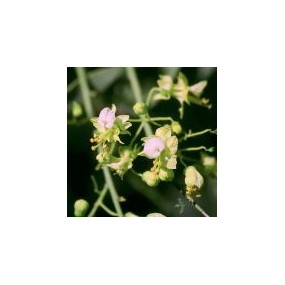 Esencia única del Desierto de Arizona - Estribaciones de Paloverde (Cercidium microphyllum) 10 ml