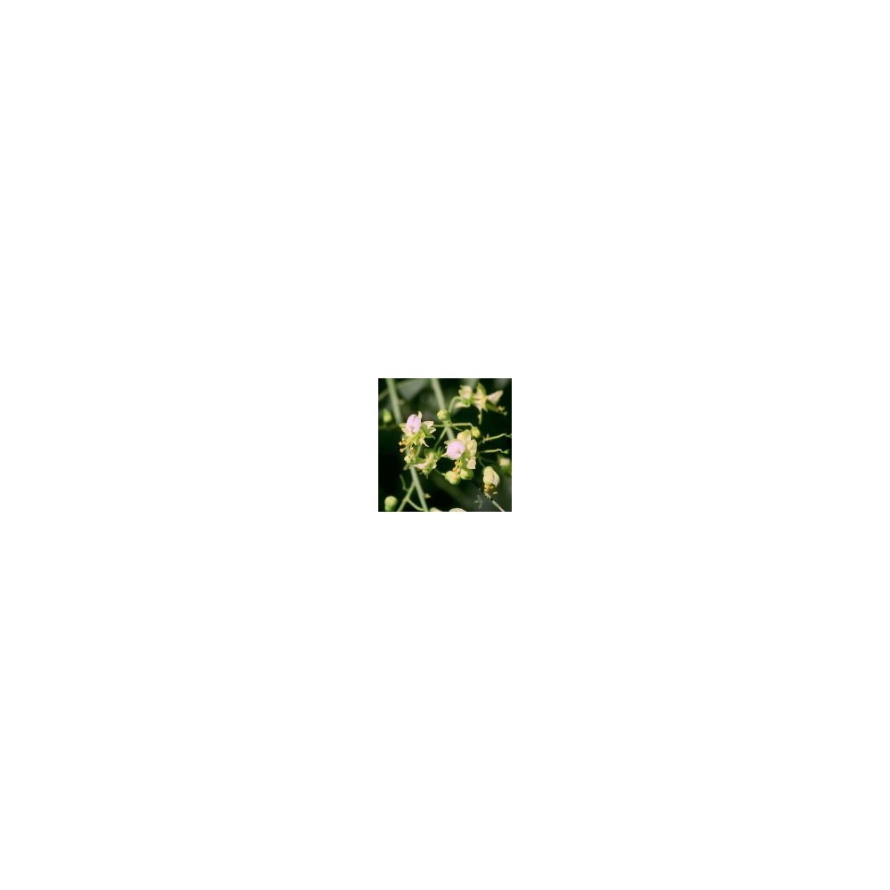 Arizona Desert Single Essence - Foothills Paloverde (Cercidium microphyllum) 10 ml