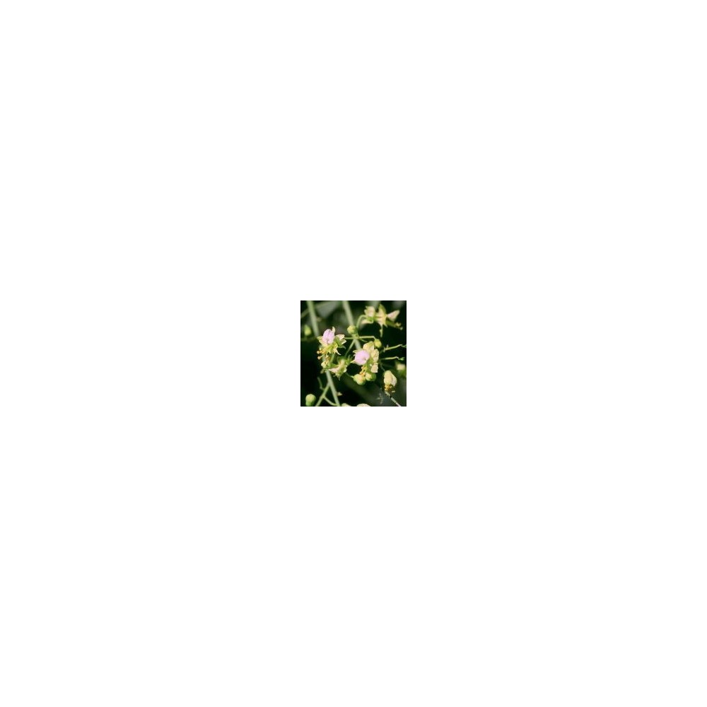 Essenza Singola del Deserto dell'Arizona - Foothills Paloverde (Cercidium microphyllum) 10 ml