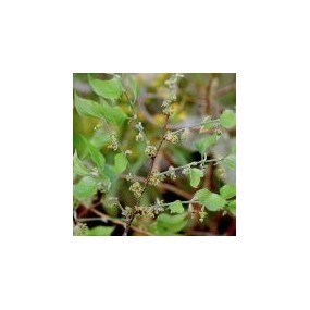 Essenza Singola del Deserto dell'Arizona - Hackberry (Celtis reticulata) 10 ml