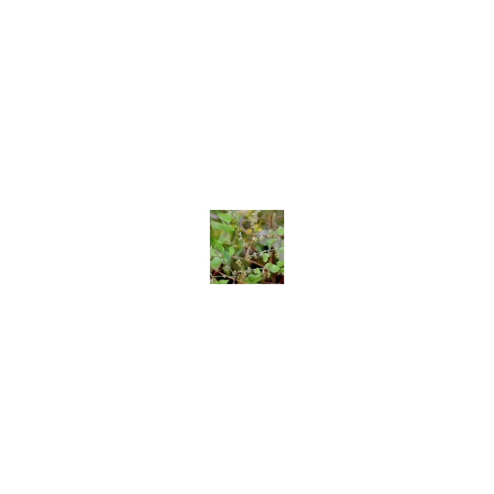 Essence simple du désert d'Arizona - Micocoulier (Celtis reticulata) 10 ml