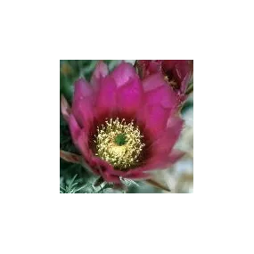 Arizona Desert Single...