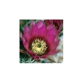 Essenza Singola del Deserto dell'Arizona - Hedgehog Cactus (Echinocereus fendleri) 10 ml