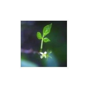 Arizona Desert Single Essence – Hopfenbaum (Ptelea trifoliata) 10 ml