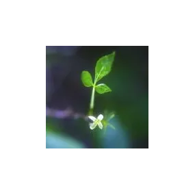 Essence simple du désert...