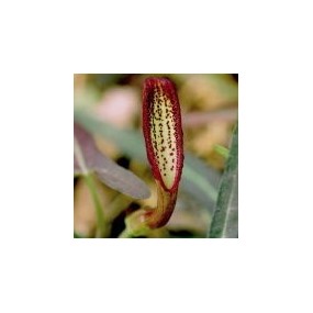 Arizona Desert Single Essence - Indian Root (Aristolochia watsonii) 10 ml