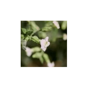 Single Essence of the...