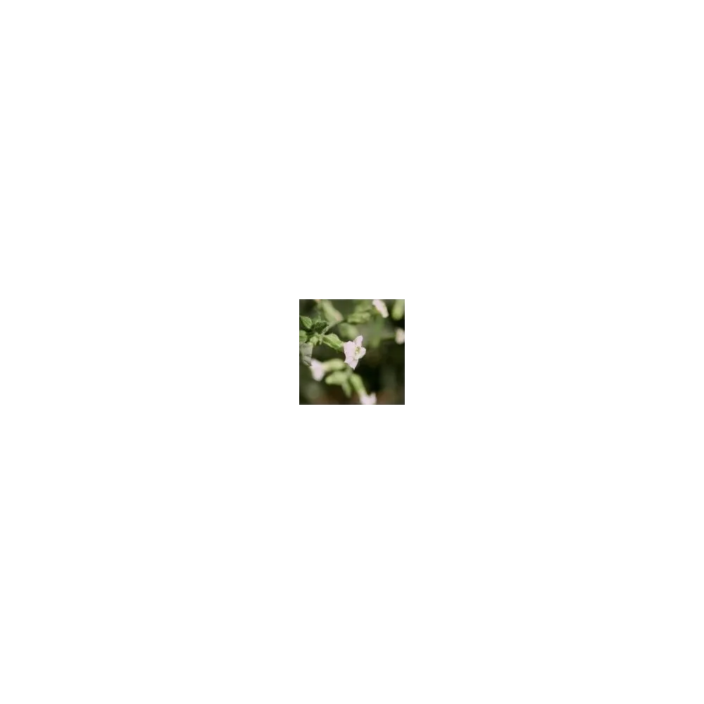 Arizona Desert Single Essence - Indian Tobacco (Nicotiana trigonophylla) 10 ml