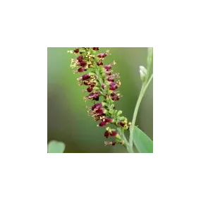 Arizona Desert Single...