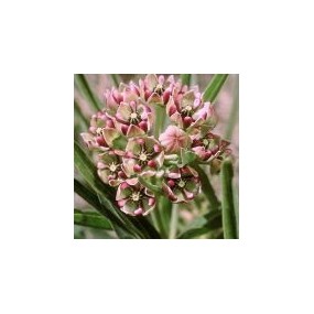 Esencia única del Desierto de Arizona - Inmortal (Asclepias asperula) 10 ml