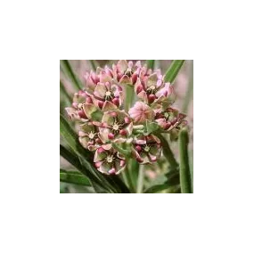 Essence simple du désert...