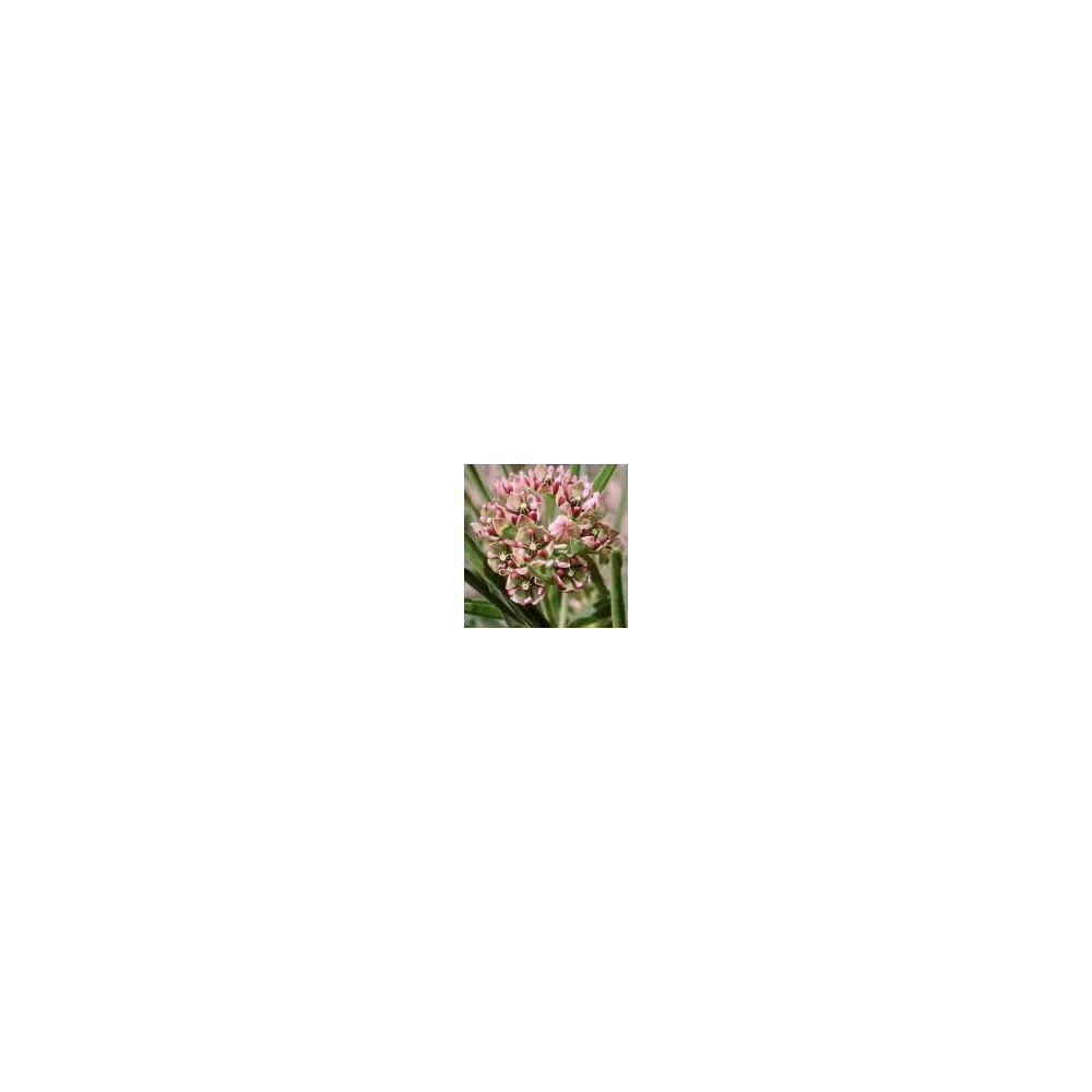 Essence simple du désert d'Arizona - Inmortel (Asclepias asperula) 10 ml
