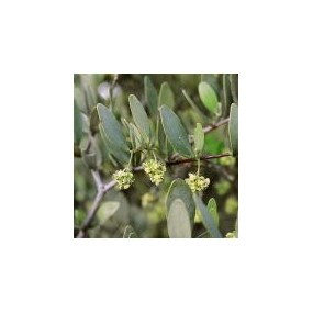 Arizona Desert Single Essence – Jojoba (Simmondsia chinensis) 10 ml