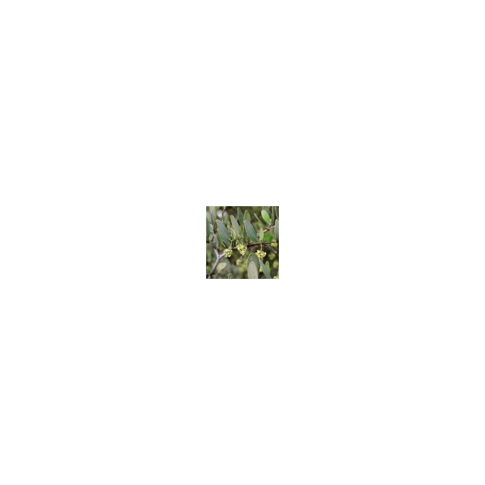 Essence Unique du Désert d'Arizona - Jojoba (Simmondsia chinensis) 10 ml