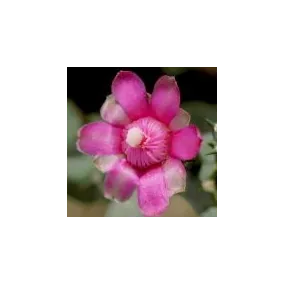 Essence simple du désert...