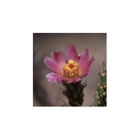 Arizona Desert Single Essence - Klein's Pencil Cholla Cactus (Cylindropuntia kleiniae) 10 ml