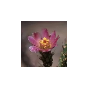 Essence unique du désert d'Arizona - Cactus cholla crayon de Klein (Cylindropuntia kleiniae) 10 ml