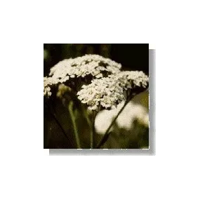 Esencia de flores...