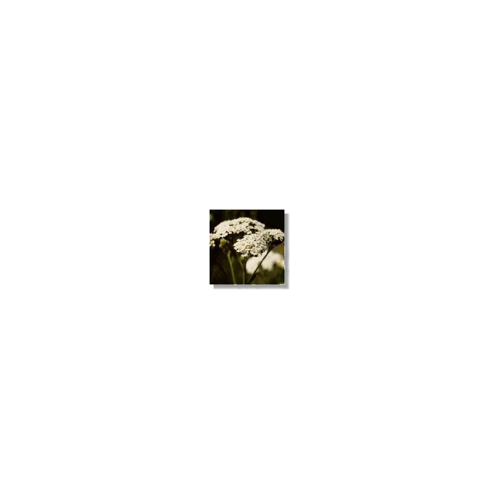 Korte Wildflower Essence - Yarrow (Millefeuille) 15 ml