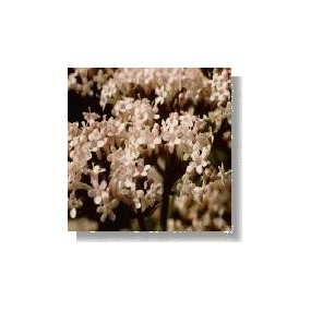 Esencia de Flores Silvestres Korte - Valeriana (Valeriana) 15 ml