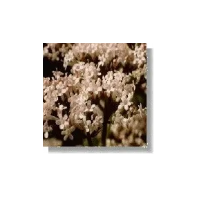 Korte Wildflower Essence -...