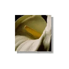 Korte Wildblütenessenz –...