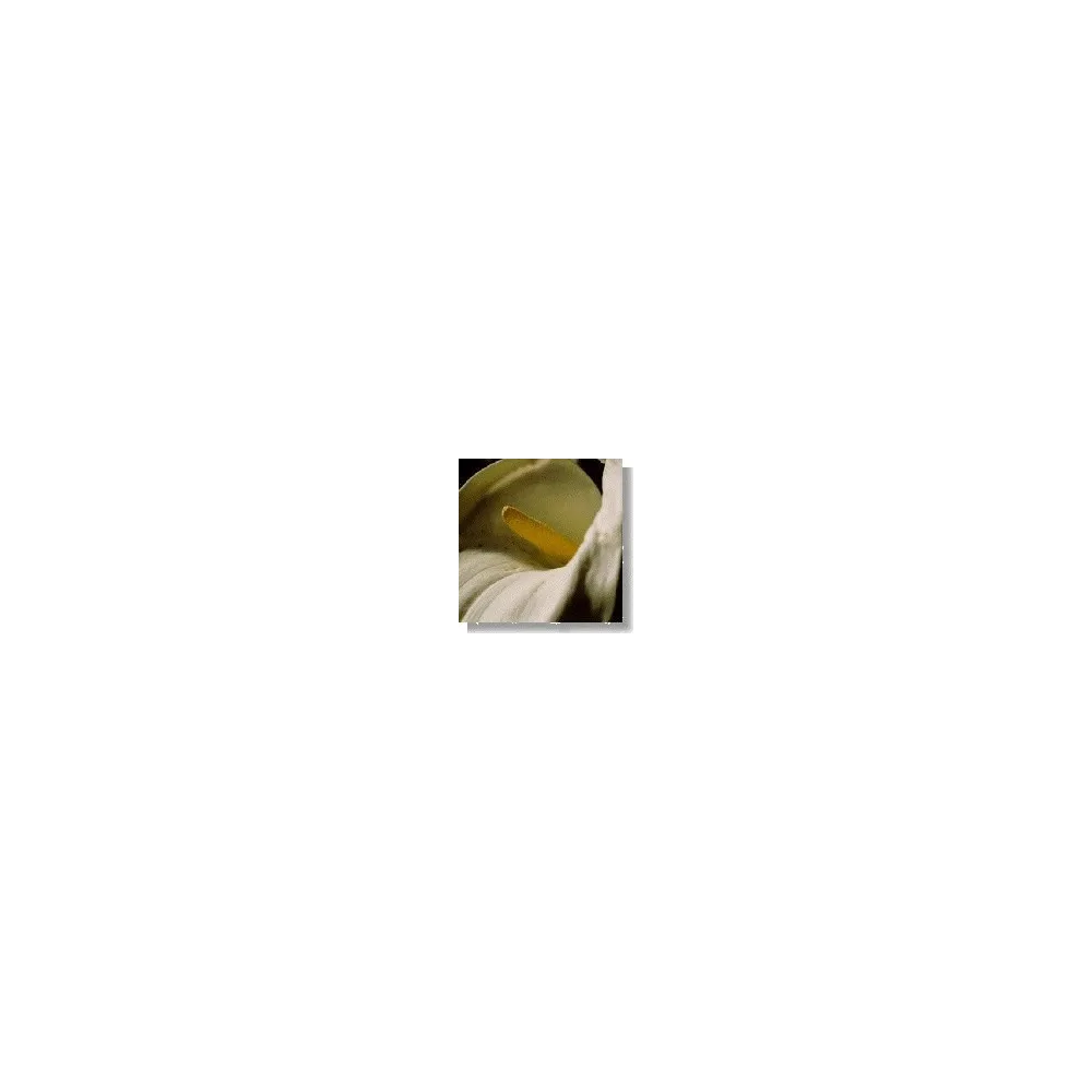 Essence de fleurs sauvages Korte - Lys Calla (Calla) 15 ml