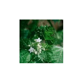 Arizona Desert Single...