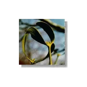 Esencia de flores silvestres Korte - Muérdago (Muérdago) 15 ml