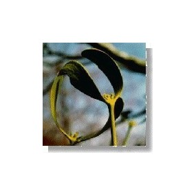 Korte Wild Flower Essence - Misteltoe (Mistletoe) 15 ml